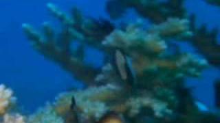 Arrecifes de coral, documental discovery channel