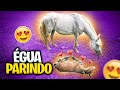 POTRO NASCENDO * Primeiro Filho do meu Cavalo EMBAIXADOR