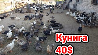 Акилли одамлар урдак бокиб бир кунига 40$ ишлаб топябди