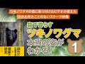【ツキノワグマ】カスミザクラの果実を食べる【知られざる生態】