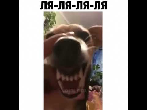 Мем с собакой ля ля ля
