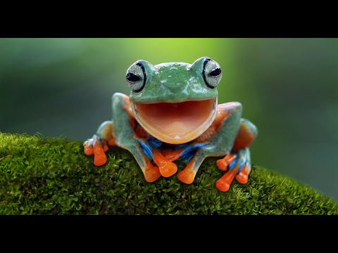 Flurya Mekanı - Kurbağa 009 (Frog) Ağaç Kurbağası