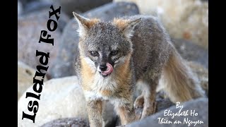 The Fox that Is Found Nowhere but on Channel Islands National Park