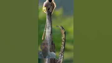 Python Attacks baby monkey viral Short video of youtube on November 18, 2024