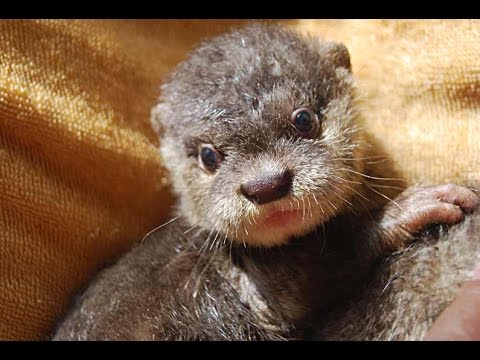 Image result for Asian small-clawed otter pups