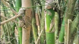 Cukup bacakan ini bambu petuk langsung kelihatan ( pembuka pagar ghaib)