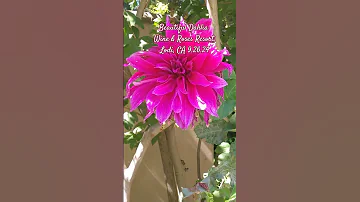 Dahlias Flowers Flowergarden Flowers Lodi California Garden Gardenflowers Gardening Beautiful 