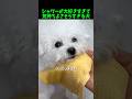 飼い主さんにシャワーをしてもらう犬がかわいすぎる😍😍 #癒し動画 #動物ショート