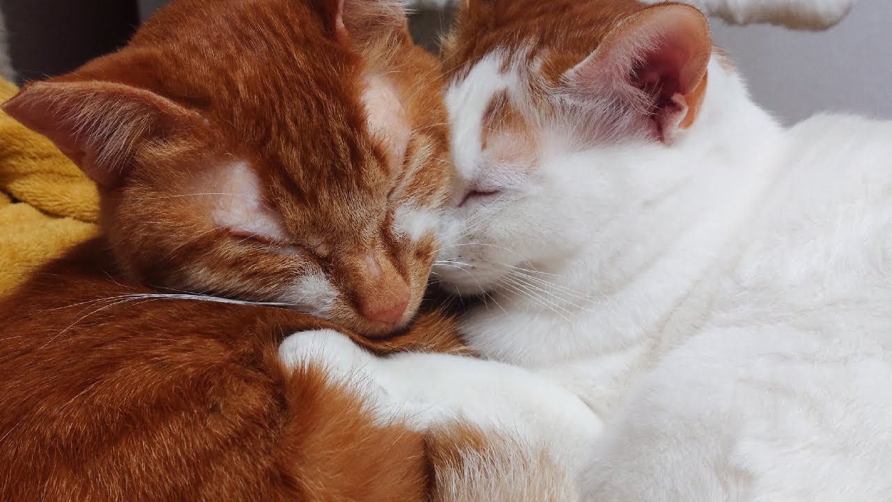 猫と一緒のテレワークはかわいいし癒やされるし最高┃Cat and telework #stayhome - YouTube