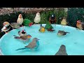 Hora del BAÑO en el AVIARIO 💦🐤 (Pájaros refrescándose)