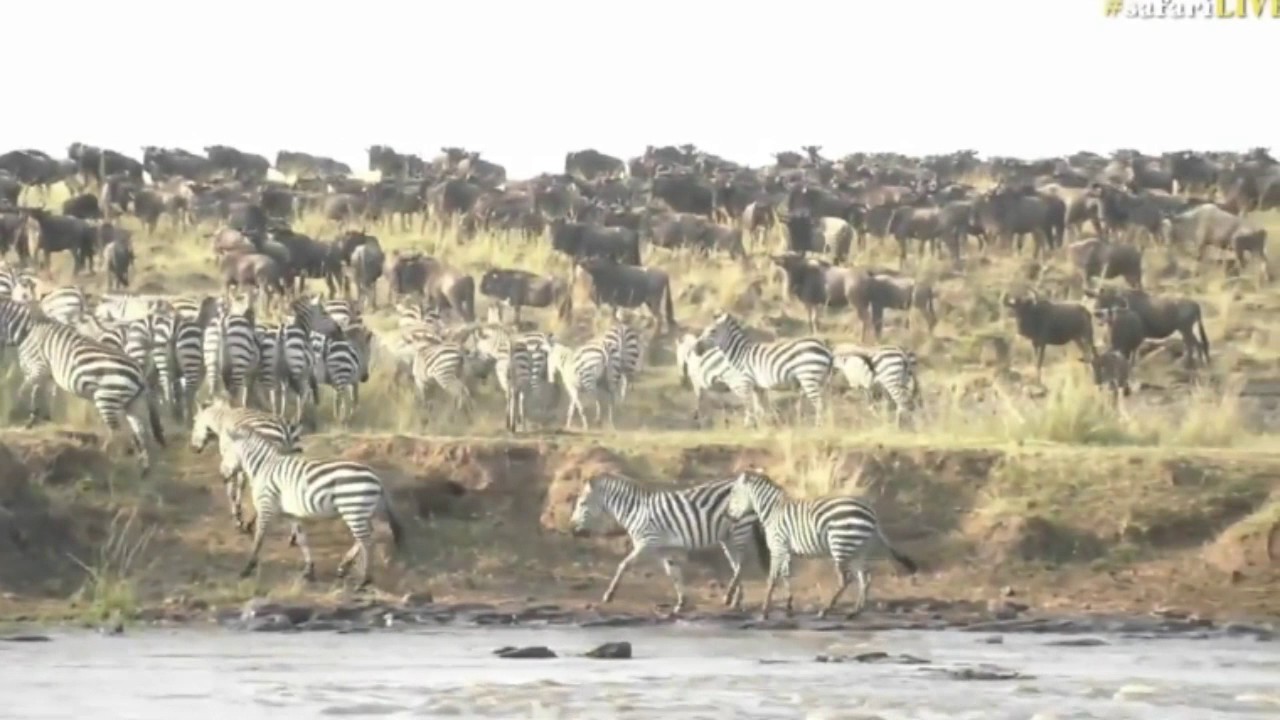 sindile faku July 25, 2017- sunset - Large grouping of Wildebeest in the Mara this afternoon with James