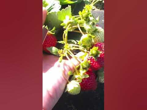 Клубника Флорида бьюти кустам 1,5 месяца#shorts #strawberry #garden # ...