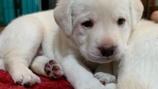 LIVE STREAM Puppy LOVE! 6 Adorable Labrador Retrievers - 3 Weeks old - Feb 14 Update