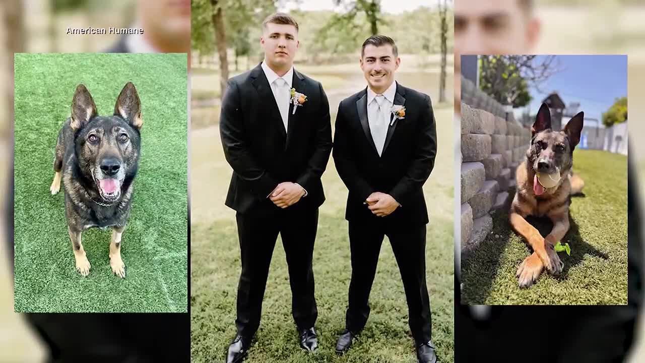 Something Good: Two U.S. Marines Reunited With K-9 Dogs After Years ...