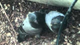 鳩(20110504)