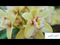 وجاءت سكرة الموت با الحق ذلك ماكنت منه تحيد ونفخ في الصور ذلك يوم الوعيد تلاوة خاشعة ومبكية الموت