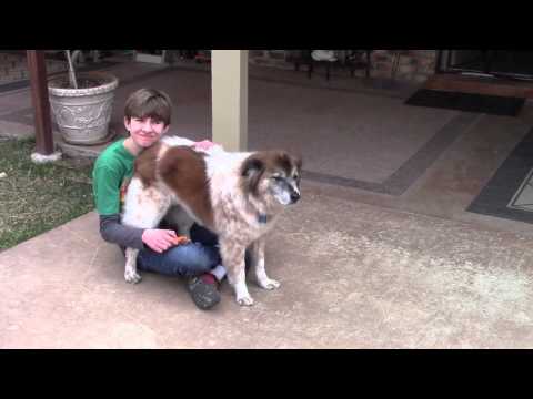 Rusty, 11 year old Australian Shepherd mix