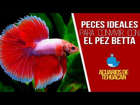 Video: Ciclo de vida de un Guppy