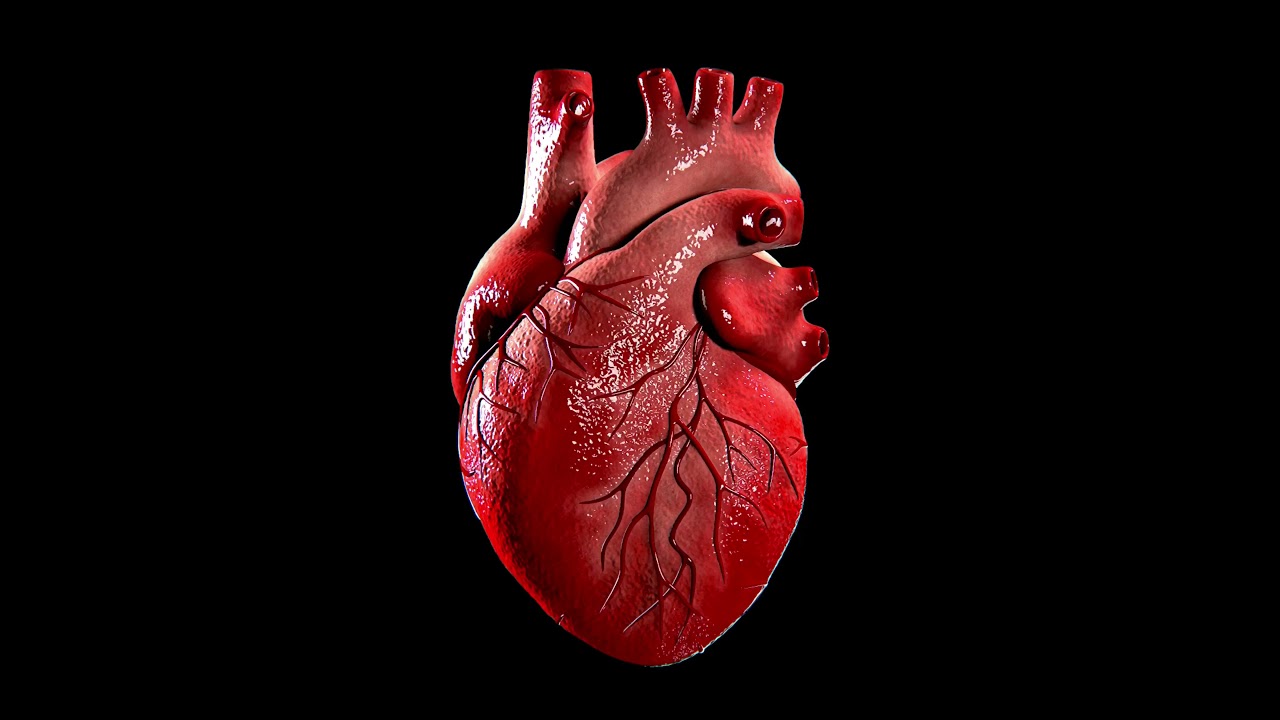 sculpting a human heart in zbrush