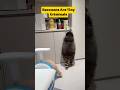 Why Raccoons Are Nature’s Tiny Criminals
