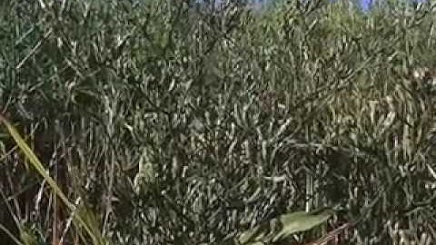 SUNY-ESF / Salt Marsh Restoration - An Urban Lakeshore Recovers