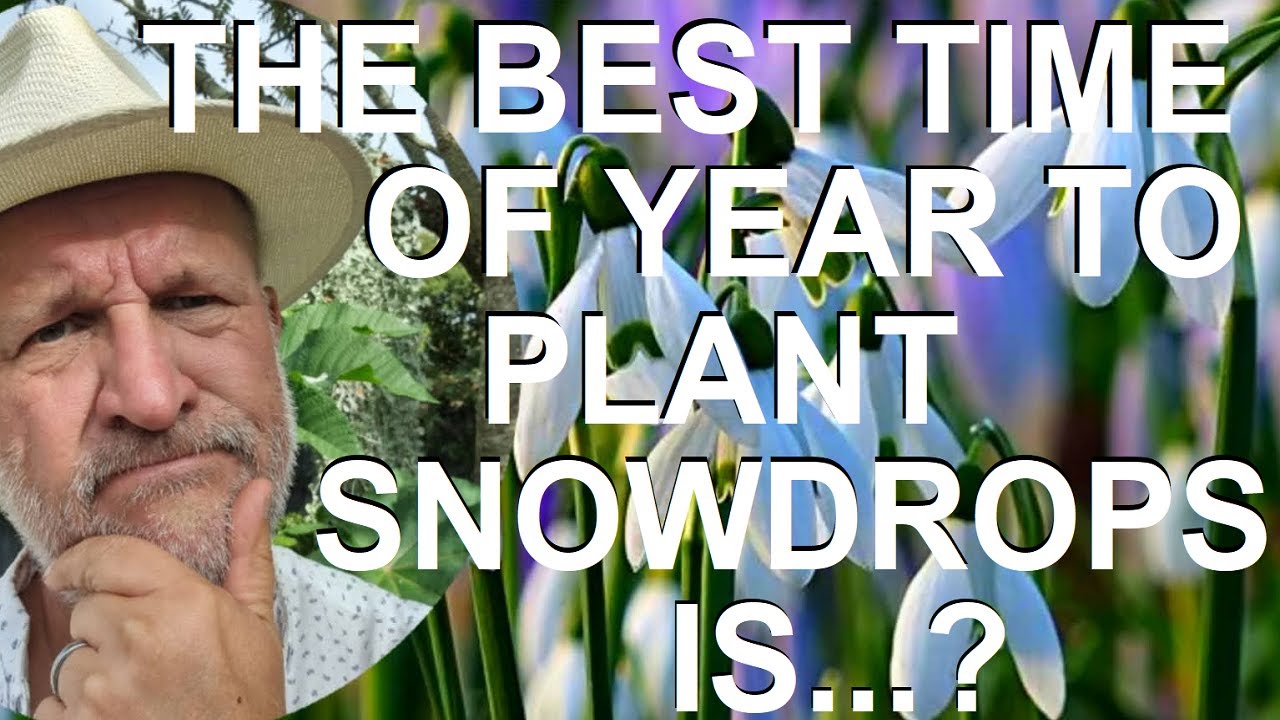 Когда сажать подснежники (Galanthus nivalis)
