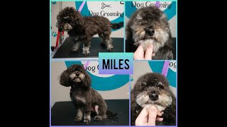 Cavoodle - Mile's Dog Grooming Transfurmation Video