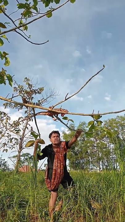 nangkap kadal besar di atas pohon #sortvideo #nature #sorotan #farming #birds