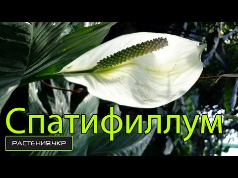 Video: Spathiphyllum O Simplemente 
