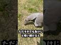 アリクイイーターでアリの巣吸ったら大変なことになった！