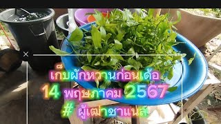 เก็บผักหวานก่อนเด้อ 14 พฤษภาคม 2567 # ผู้เฒ่าชาแนล