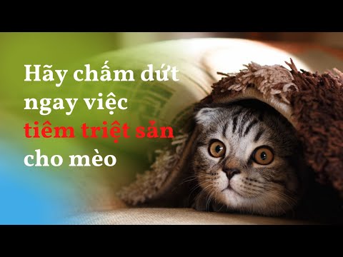 Video: Sức Khỏe Của Mèo: Bác Sĩ Thú Y đảm Nhận Đưa Mèo Của Bạn đến Ngày Thú Y