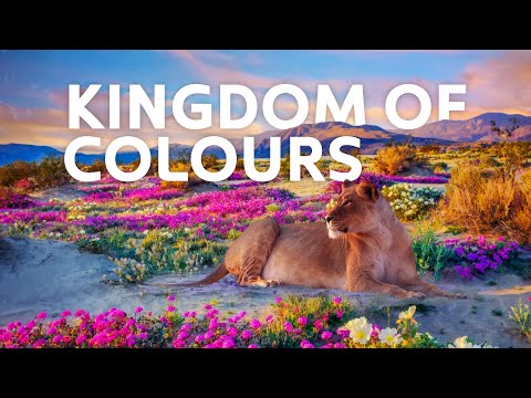 When Deserts Bloom: The Stunning Colors of South Africa’s Wild