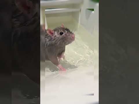 Splish splash, it's bath time for this little cutie! 🛁🐾 Who knew a bath could be this adorable? 😂❤️