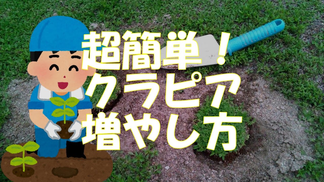 クラピアの増やし方 くり抜き増殖 について Youtube
