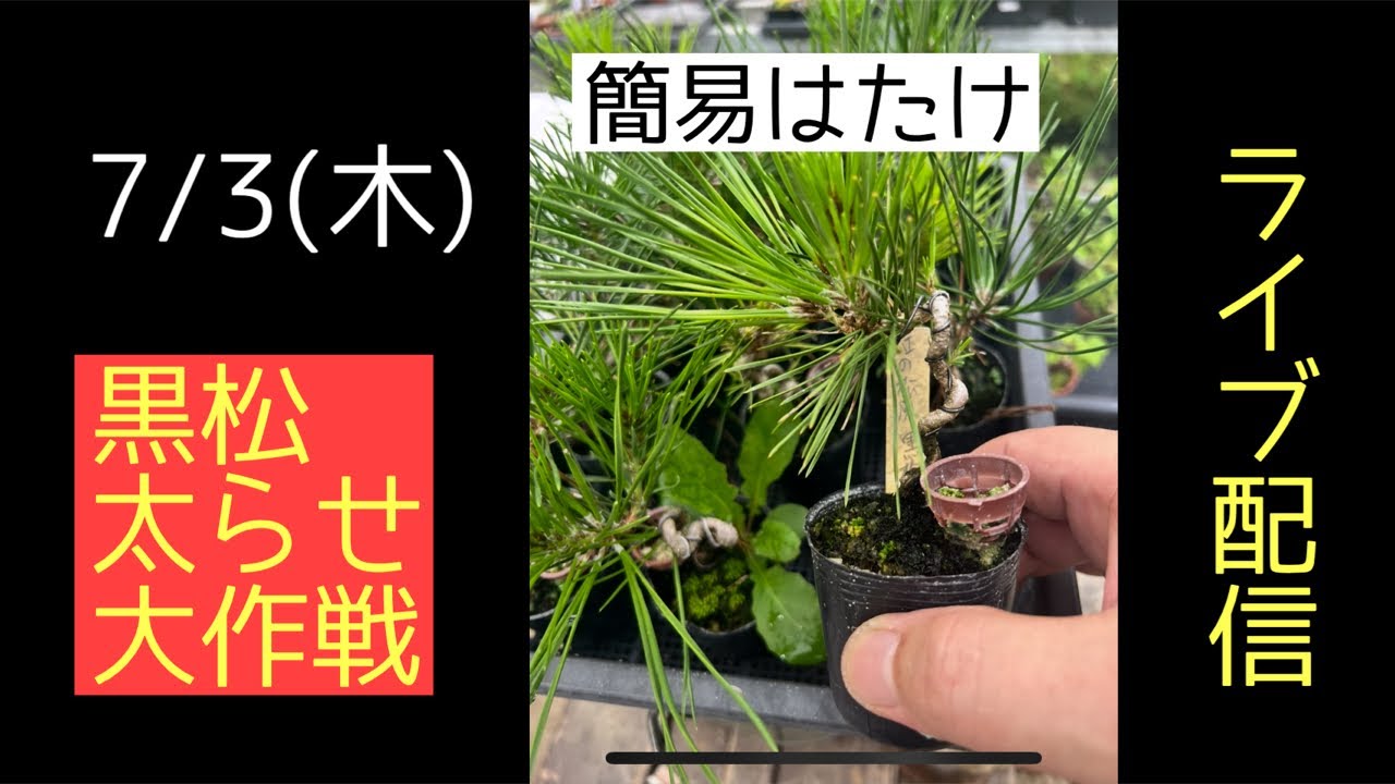 黒松　　小さくて太いです 385 黒松太らせ大作戦！ - YouTube
