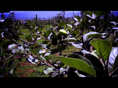 აგრორჩევები - სასუქების გამოყენება და სარგებელი/ AgroAdvice - Fertilization and Its Benefits