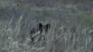 26.4 Diviacice S Prasiatkami.mpg