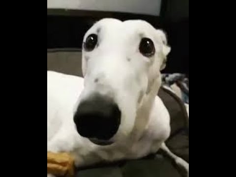 собака смеётся а потом стучит зубами - YouTube