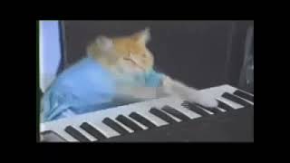 Кот играет на пианино 10 часов! легендарный мем...