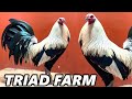 HAWAII Beautiful Birds TRIAD FARM - Farm Visit