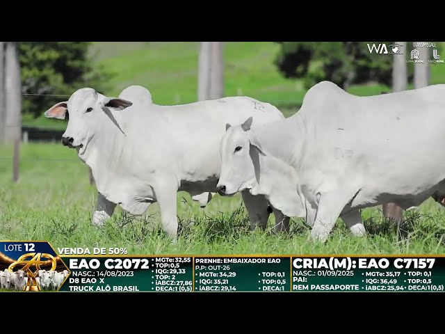 LOTE 12