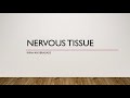 Chapter - 10 Animal Tissue - Study of Nervous tissue