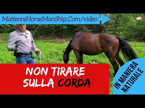 Come insegnare al cavallo a non tirare sulla corda