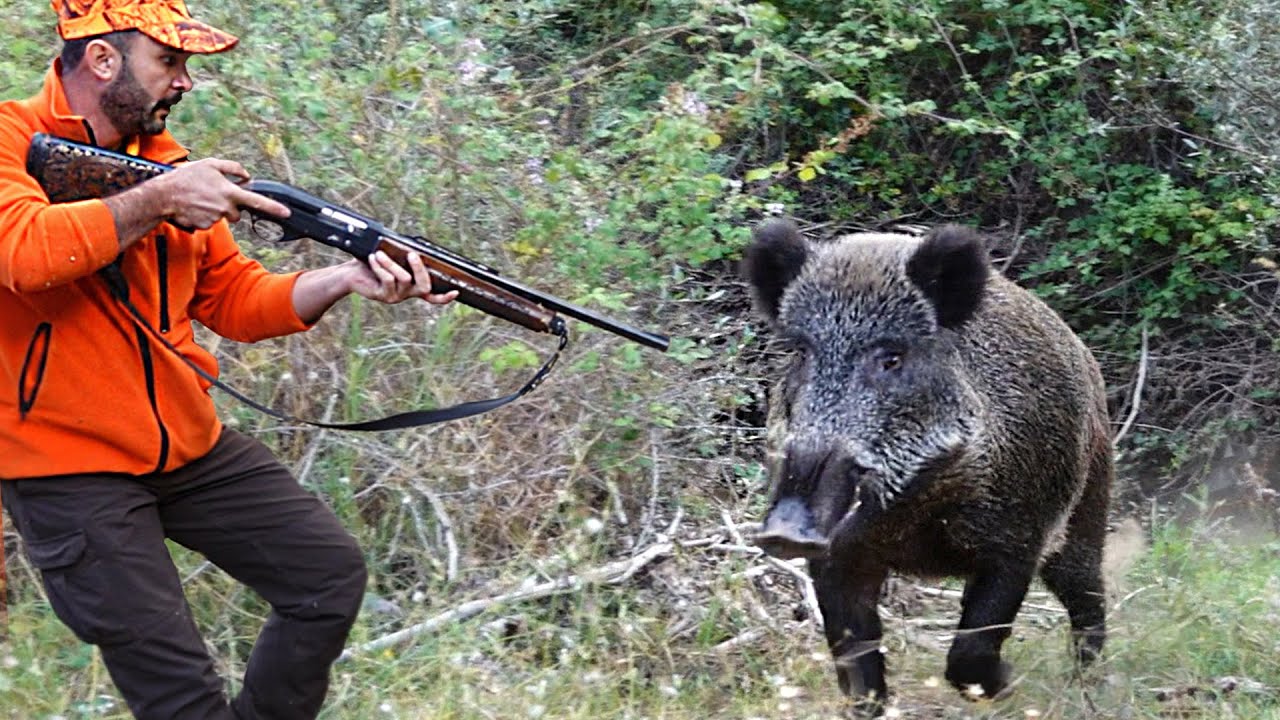 Wild Pig Hunting