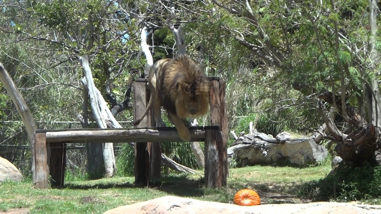 Lion Perth Zoo - YouTube