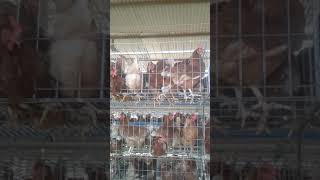 Galinhas Ponhadeiras Caipira Em Gaiolas