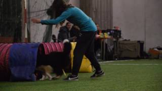 Bessy agility A1 13.11.2016. Zagreb by Ellany Ipša - Border Collie Hyper Paw kennel 243 views 7 years ago 39 seconds