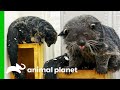 This Binturong Needs His Vaccines! | The Zoo