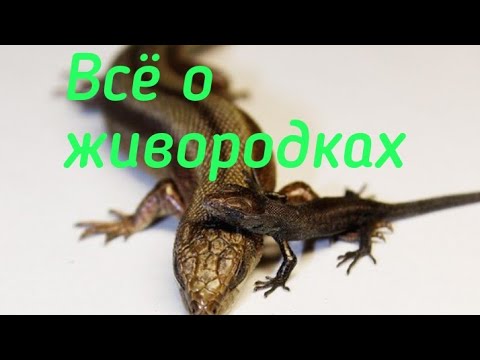 Всё о содержание живородящих ящерят